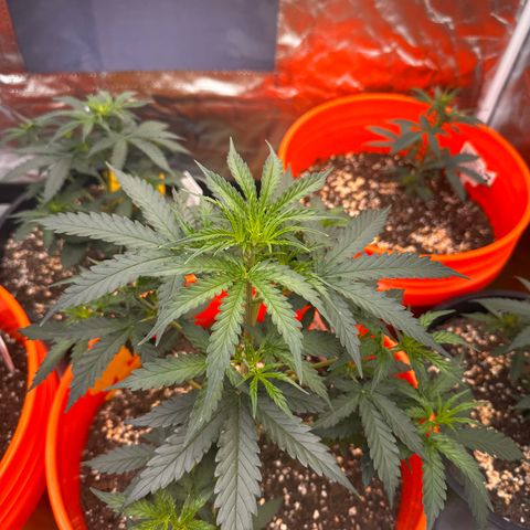 GSC growlog photo: 400W light w two 75W additions 