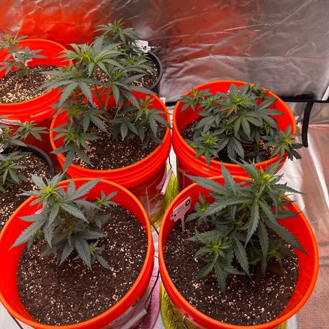 GSC growlog photo: 400W light w two 75W additions 