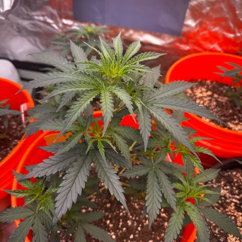GSC growlog photo: 400W light w two 75W additions 