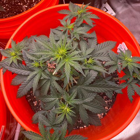 GSC growlog photo: 400W light w two 75W additions 