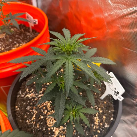GSC growlog photo: 400W light w two 75W additions 