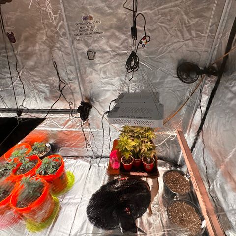 GSC growlog photo: 400W light w two 75W additions 