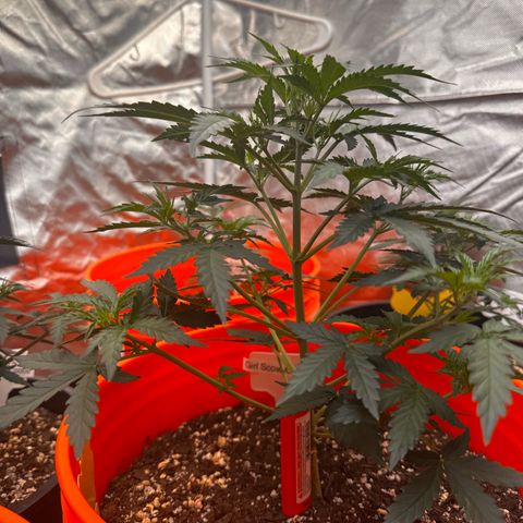 GSC growlog photo: 400W light w two 75W additions 