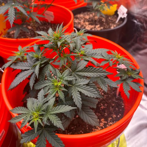 GSC growlog photo: 400W light w two 75W additions 