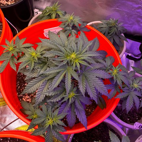 GSC growlog timeline photo