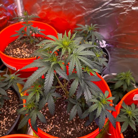 GSC growlog timeline photo