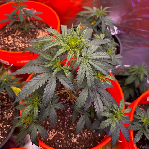 GSC growlog timeline photo