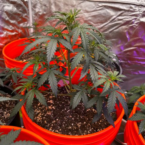 GSC growlog timeline photo