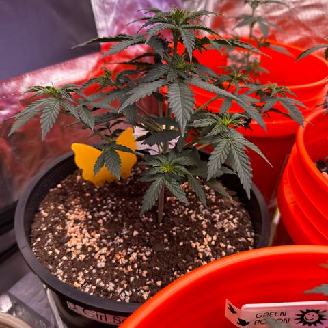 GSC growlog timeline photo