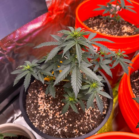 GSC growlog timeline photo