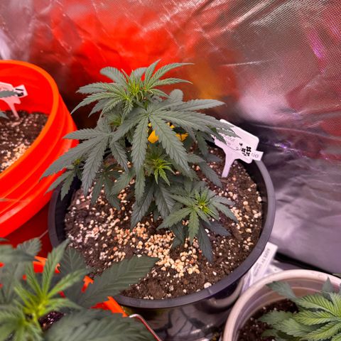 GSC growlog timeline photo