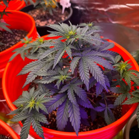 GSC growlog timeline photo