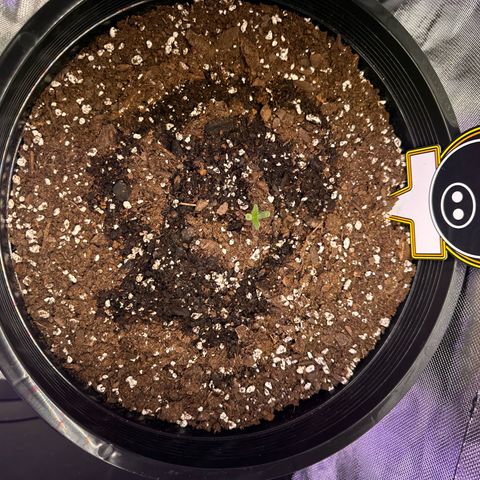 Mephisto’s Wedding  growlog timeline photo