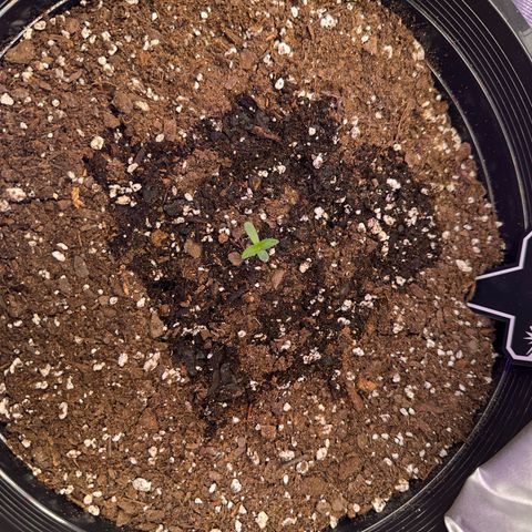 Mephisto’s Wedding  growlog timeline photo