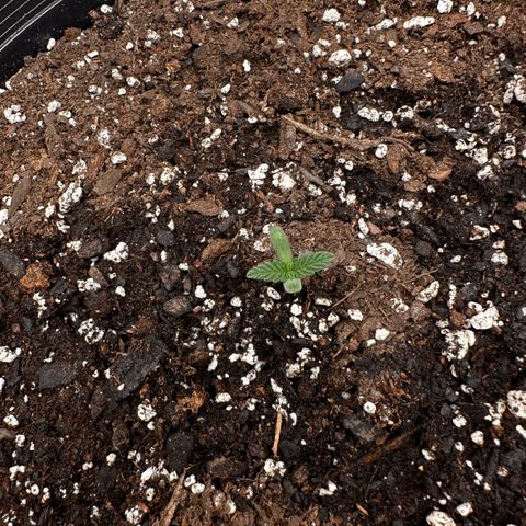 Mephisto’s Wedding  growlog timeline photo