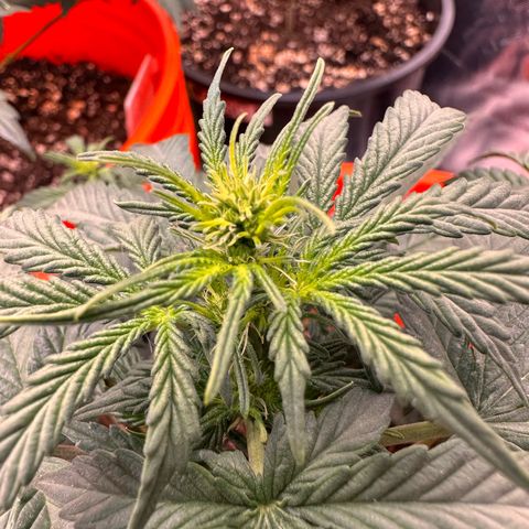 GSC growlog timeline photo