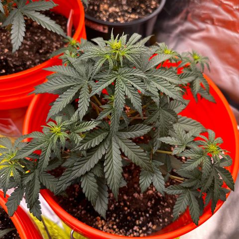 GSC growlog timeline photo