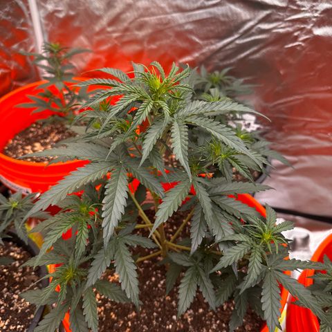 GSC growlog timeline photo