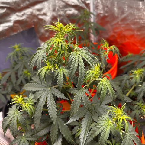 GSC growlog timeline photo