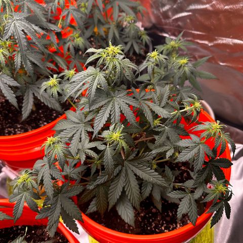 GSC growlog timeline photo
