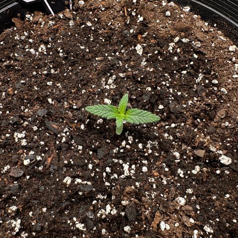 Mephisto’s Wedding  growlog timeline photo