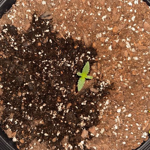 Mephisto’s Wedding  growlog timeline photo