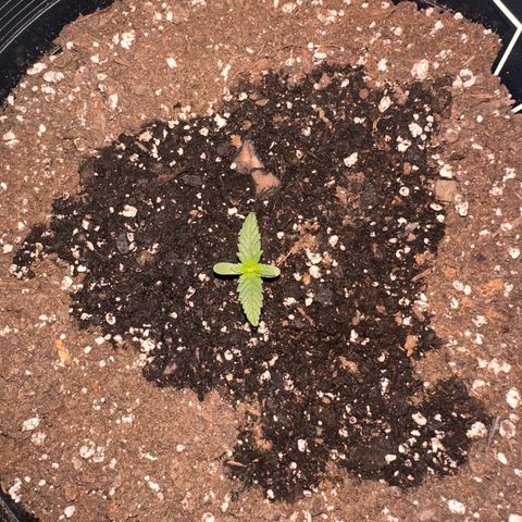 Mephisto’s Wedding  growlog timeline photo