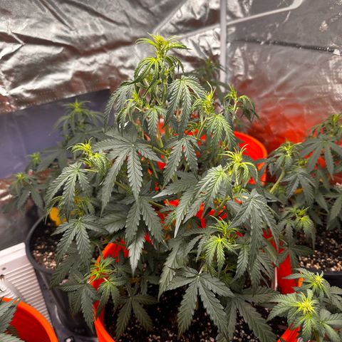 GSC growlog timeline photo