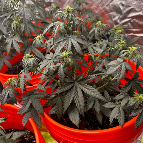 GSC growlog timeline photo