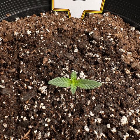 Mephisto’s Wedding  growlog timeline photo