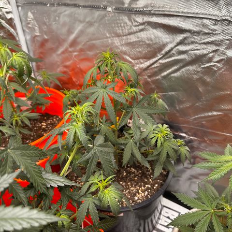GSC growlog timeline photo