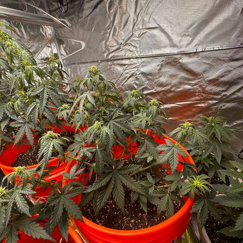 GSC growlog timeline photo
