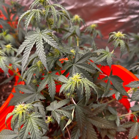 GSC growlog timeline photo