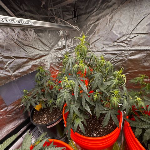 GSC growlog timeline photo