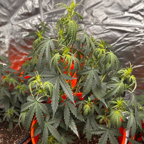 GSC growlog timeline photo
