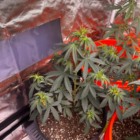 GSC growlog timeline photo