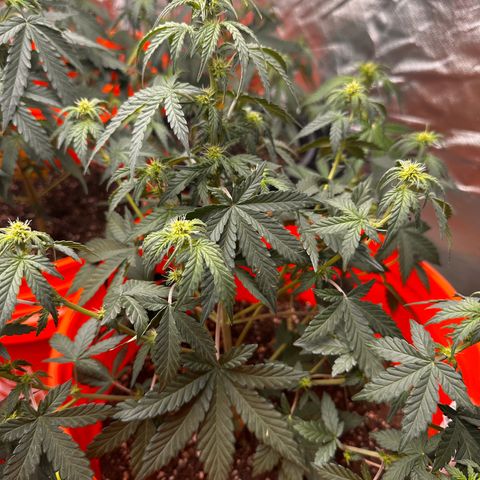 GSC growlog timeline photo