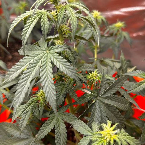 GSC growlog timeline photo