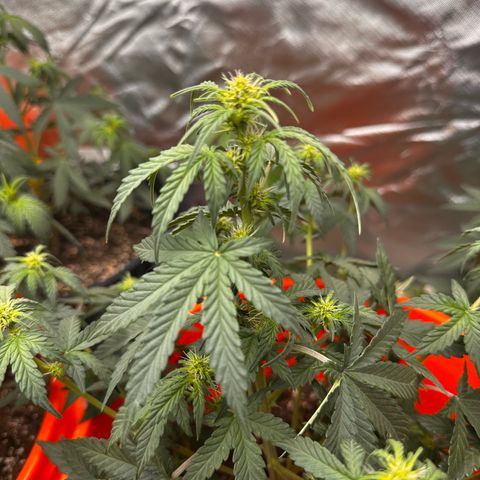 GSC growlog timeline photo
