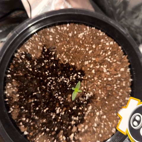 Mephisto’s Wedding  growlog timeline photo