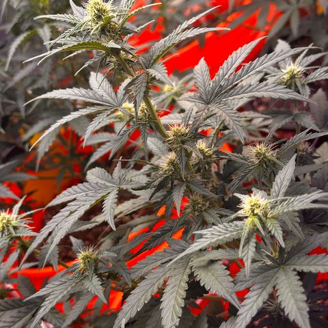 GSC growlog timeline photo