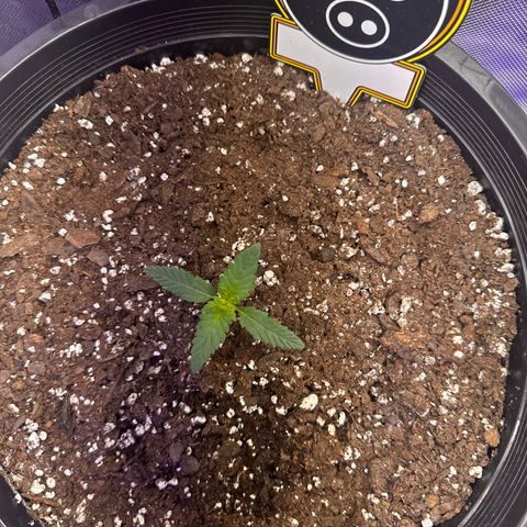 Mephisto’s Wedding  growlog timeline photo