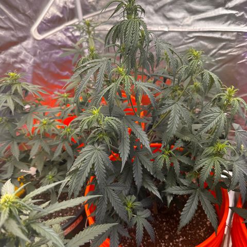 GSC growlog timeline photo