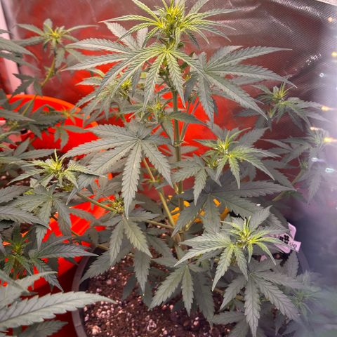 GSC growlog timeline photo