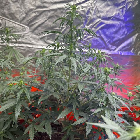GSC growlog timeline photo