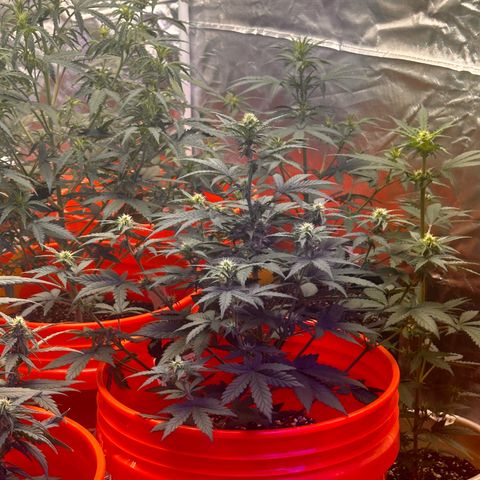 GSC growlog timeline photo