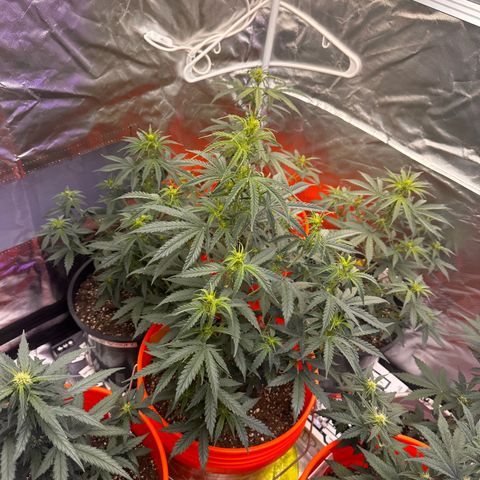 GSC growlog timeline photo