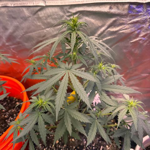 GSC growlog timeline photo