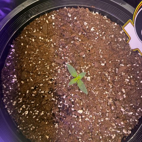 Mephisto’s Wedding  growlog timeline photo