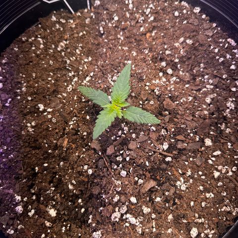 Mephisto’s Wedding  growlog timeline photo